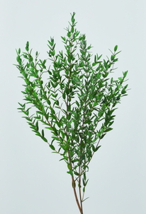 小葉ユーカリ(国産) ミストグリーン