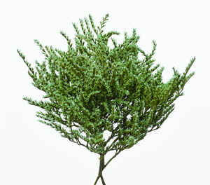 タタリカ コバルトグリーン