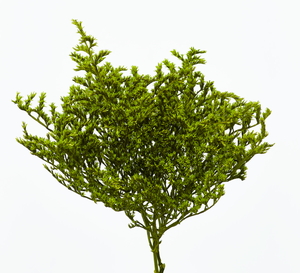 タタリカ グラスグリーン