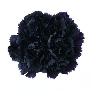 ��Ȱ��� ��