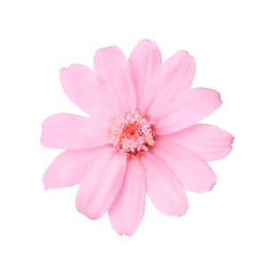 ジニア・小 さくらピンク