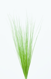 レインボーグラス・ショート ペールグリーン