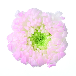 �֋e���ԥ�ق̂� ��ݸ