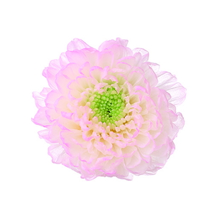 小菊・ほのか ピンク