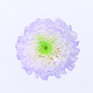 小菊・ほのか パープル