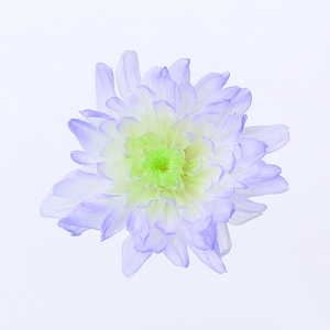 ことね菊・ほのか パープル