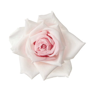 国産ローズ・アバランチェ シャンパンピンク