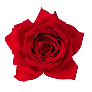 国産ローズ・アバランチェ クイーンレッド