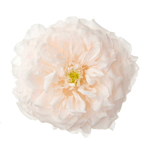 国産ローズ・オールフォーキュート ホワイトシャンパン