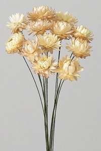 ワイヤー付きヘリクリサム hanadonya_002-29510