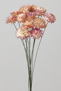 ワイヤー付きヘリクリサム 東京堂 ドライフラワー ヘリクリサムワイヤー付 ピンク 25本 FD003021