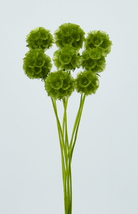 ステルンクーゲル バジルグリーン