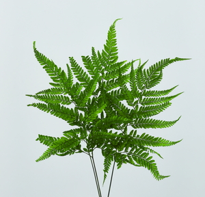 ヒメワラビ・プリザーブド(耐光性) グリーン