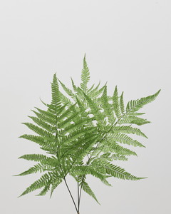 ヒメワラビ・プリザーブド グリーン