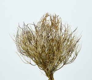 ティミアン ナチュラルホワイト