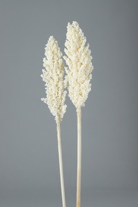 インディアンコーン ホワイト