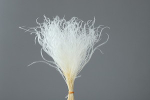 スティファ ホワイト