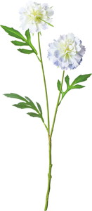 ����ݷ�׽���ڰ