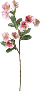 �ƸؽϽ۰�޽��ڰ