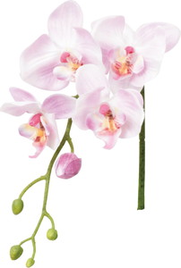 ڱ�ź�����