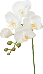 �ذ������