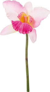 ��ڱ����