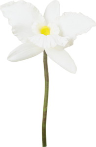 ��ڱ����