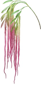 アマランサスハンガー