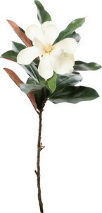 ����è��ϸ��ر