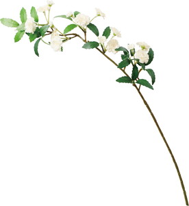 ӯ����׽��ڰ