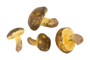 【個人宅配送不可】椎茸