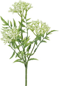 スノーボールブッシュ