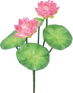 ロータスブッシュ