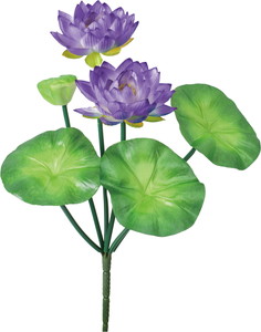 ロータスブッシュ