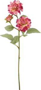 クレールダリアスプレー