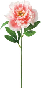 ��̫���ߵư