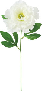 ��̫���ߵư