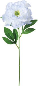 ��̫���ߵư