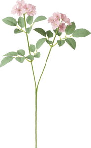 シャルマントポンポンローズスプレー