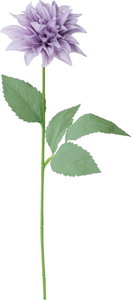 シャルマントダリア