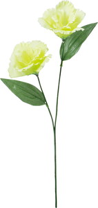 元上代¥180 トルコキキョウ