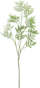 エバーフレッシュブランチ