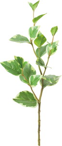 元上代¥480 ピンクレモネードリーフ