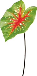 アロカシアリーフ