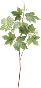 グレープリーフミツキ