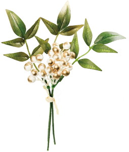 ブラッシュナンテンバンドル3P