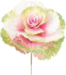 ハボタンピック