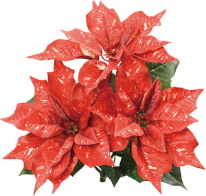 元上代¥1500 マーブルポインセチアブッシュ