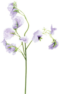 スイートピースプレー