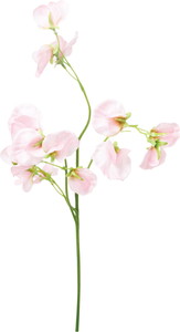 スイートピースプレー